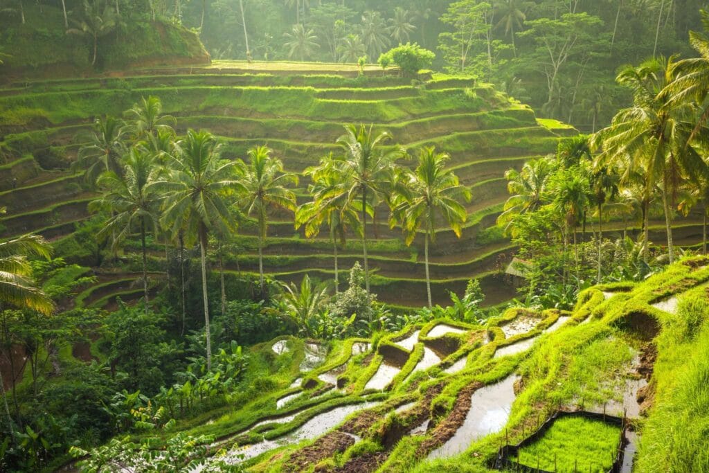Things to do in Bali – Tegallalang Rice Terraces at sunrise